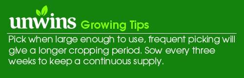Lettuce Cut and Come Again Organic Seeds Unwins Growing Tips